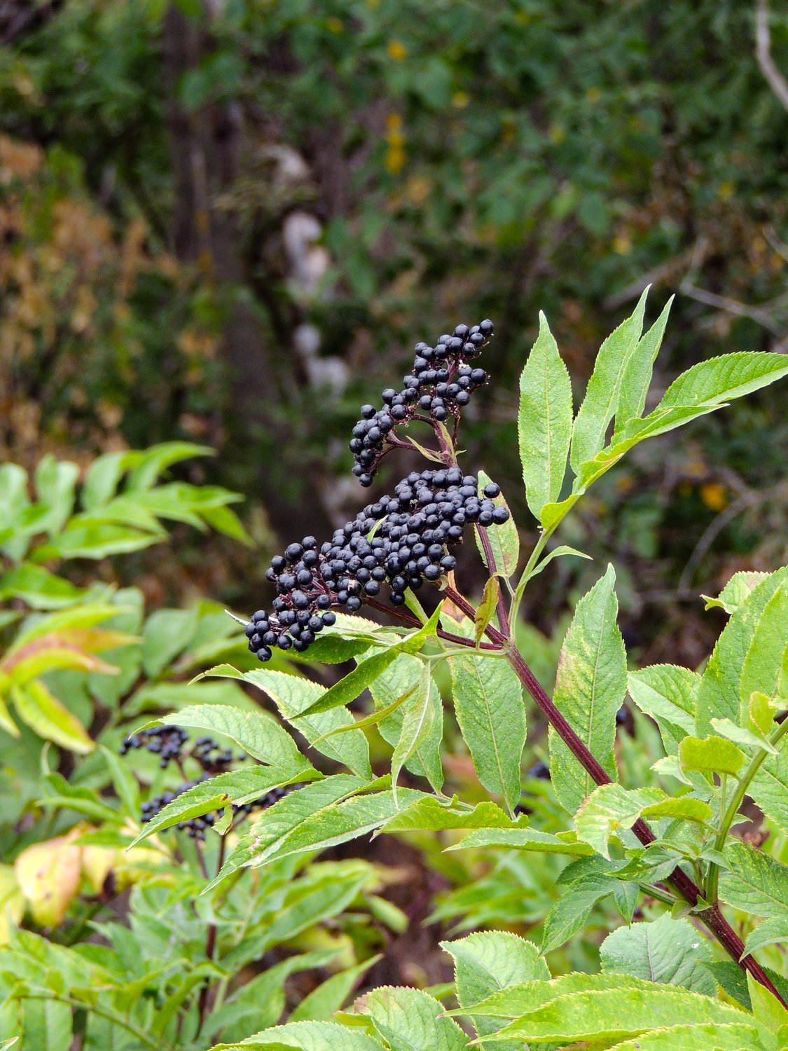 Яд или лекарство