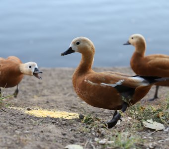 Утиные истории