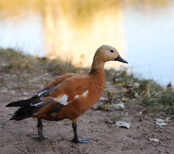 Утиный портрет на закате