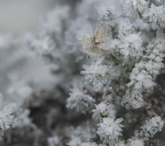 Ледяные цветы.