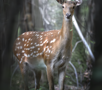 Пятнистый олень (Cervus nippon)