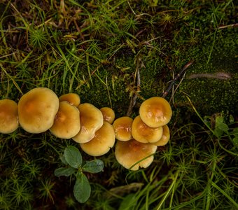 Семья - главная ценность