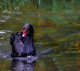 одинокий черный лебедь