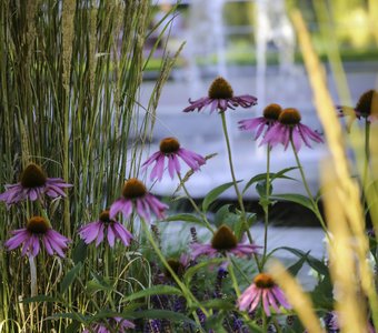 цветы у воды