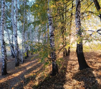 Золотой и синий