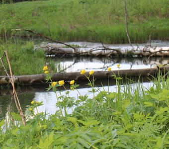 Аленушкина заводь