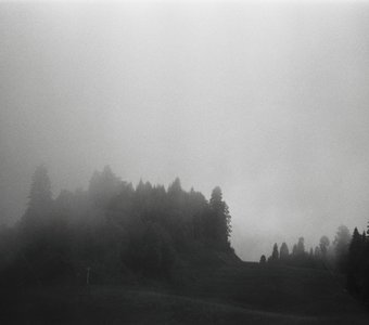 Таинство леса