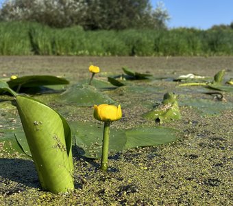 Желтая кувшинка.
