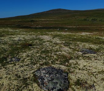 Ягель и мох тундры Заполярья