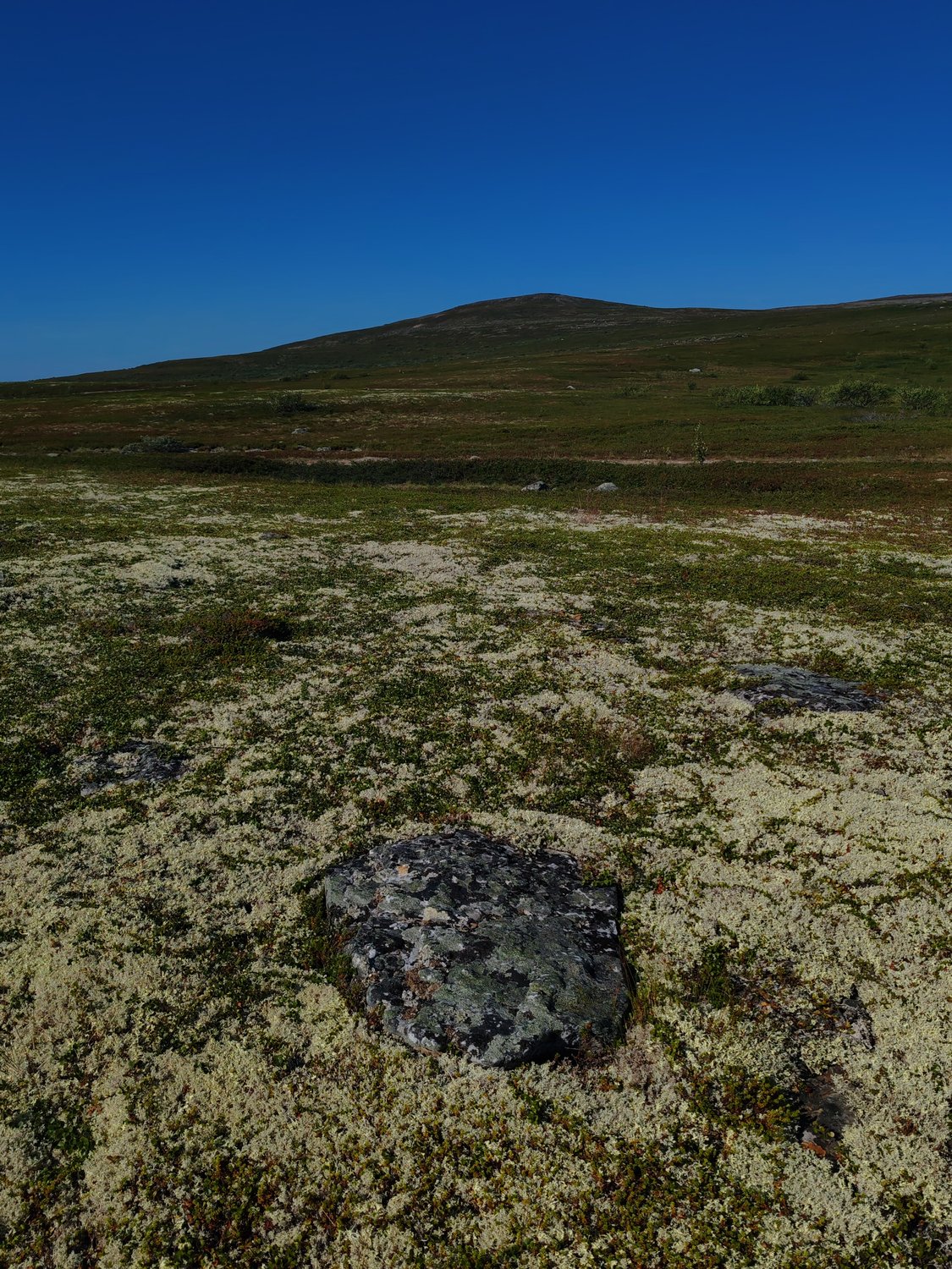 Ягель и мох тундры Заполярья