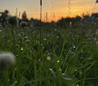 Июньская роса. 5:15am.