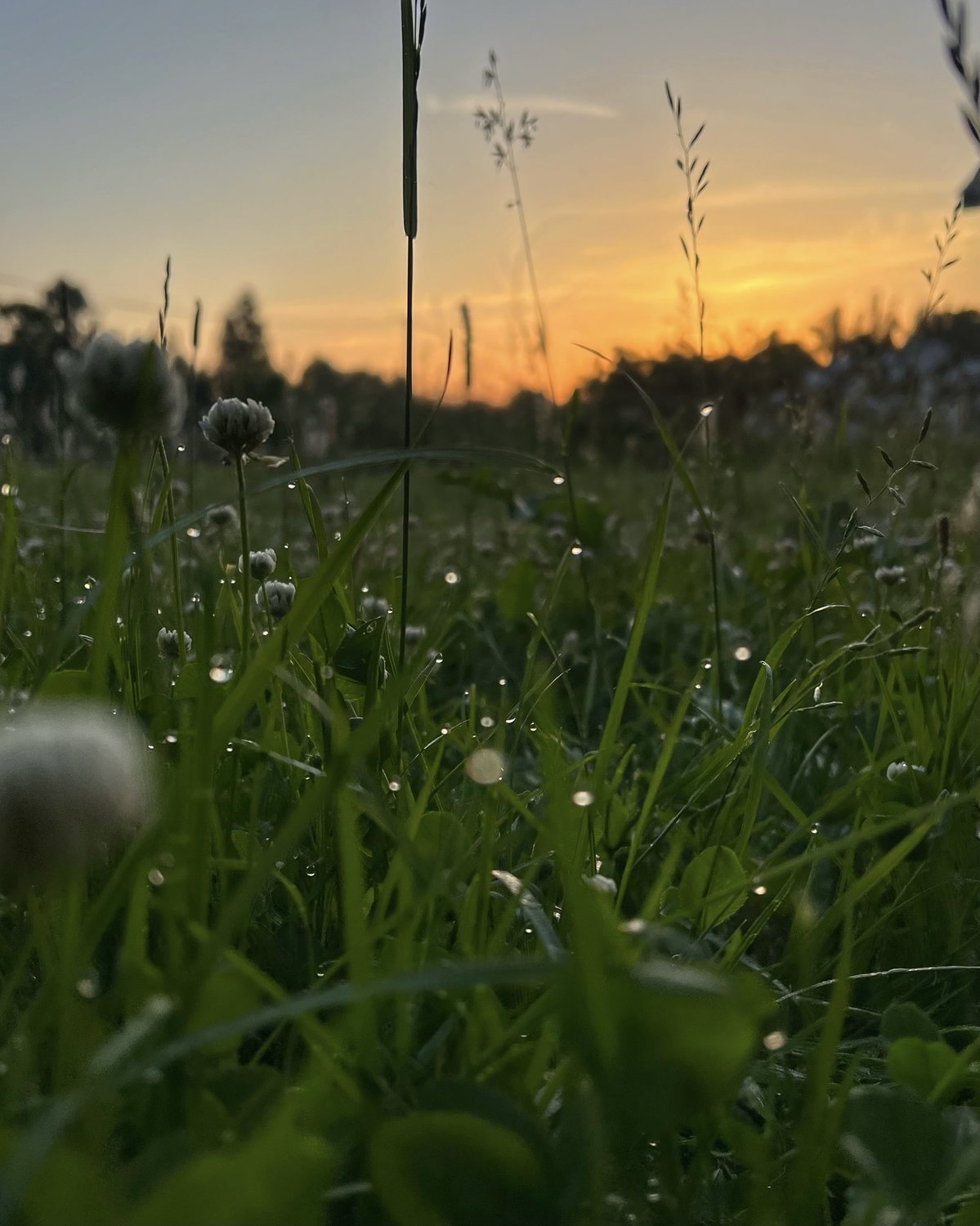 Июньская роса. 5:15 am