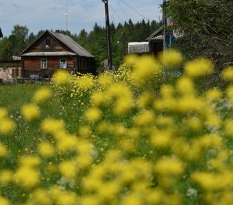 Сурепка цветет