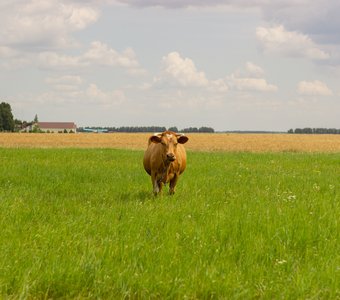 Рыжая буренка