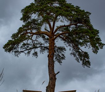 Сосна над обрывом