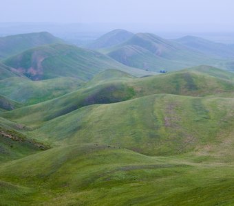 Бархат Долгих гор