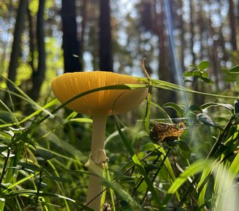 Солнечный гриб.