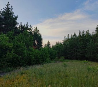 Красота леса