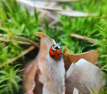 Божья коровка