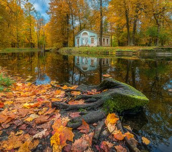 Старый осьминог Александровского парка