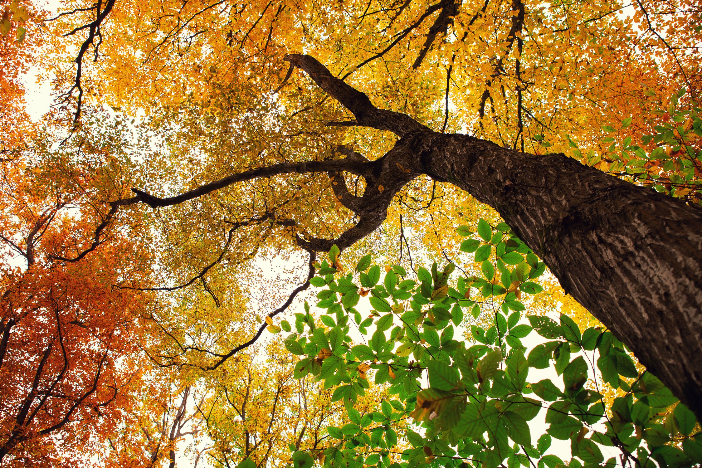 Осенний калейдоскоп