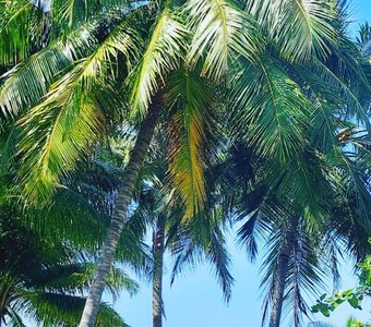 Мальдивское Баунти