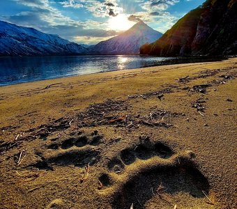 По медвежьим следам