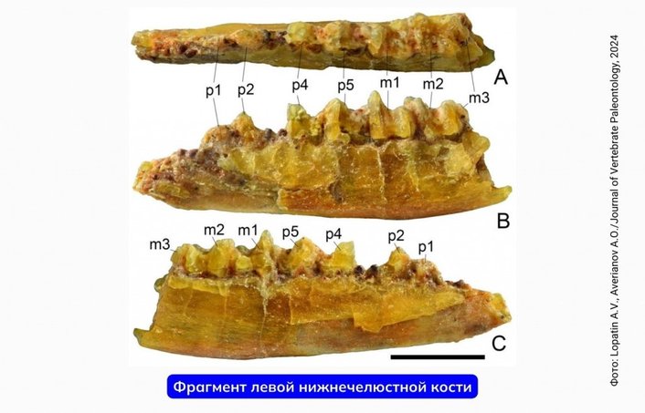 Фото: Лопатин, А.В., Аверьянов, А.О. /Journal of Vertebrate Paleontology