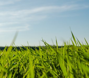 Зеленая травка