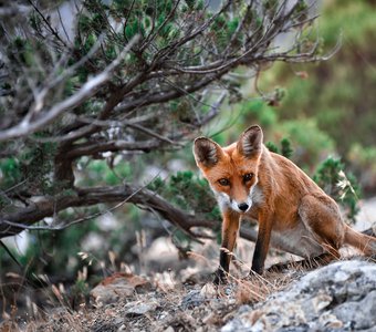 Крымская лиса