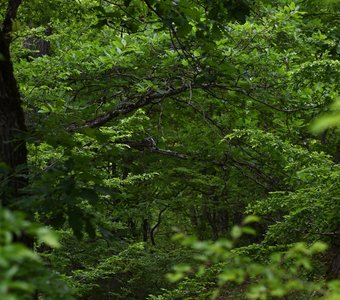 Бесконечный лес