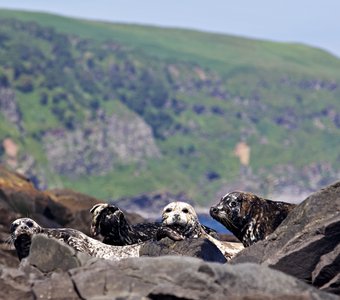 Любопытство берет верх над осторожностью