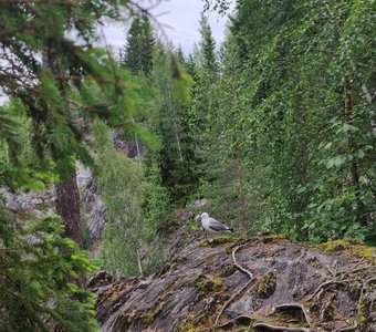 Горная жизнь