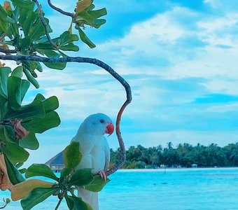 Райская птичка