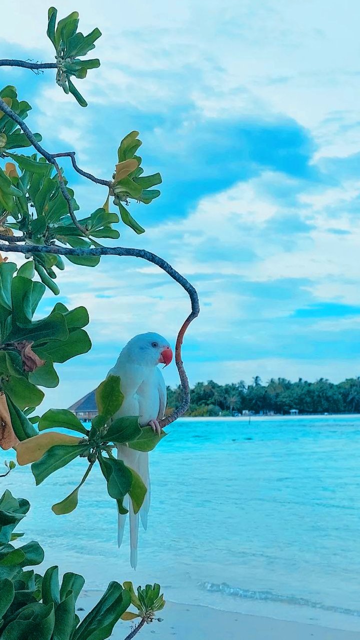 Райская птичка