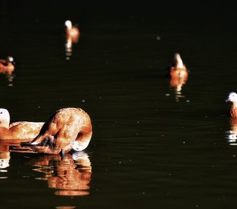 Между мирами