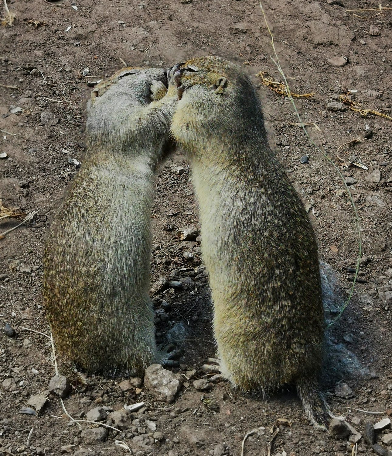 Бой за орех