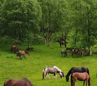 Летний день в горах