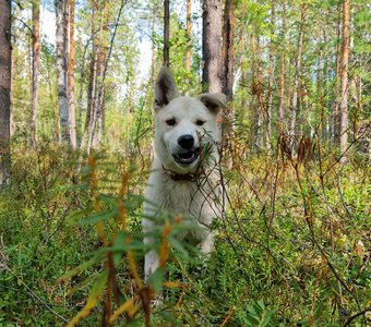 Тузик в багульнике