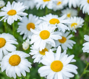 Символ лета