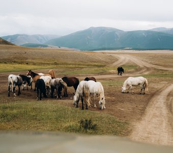 Лошади в степи Алтая