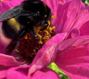 Мохнатый шмель