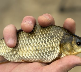 Загадал желание?