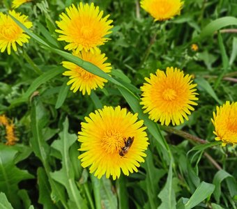 Яркий символ лета