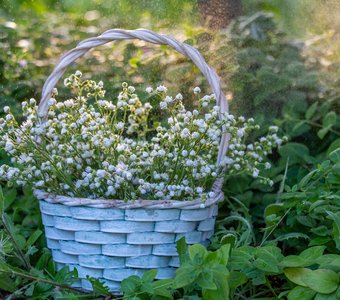 Лето в лукошке