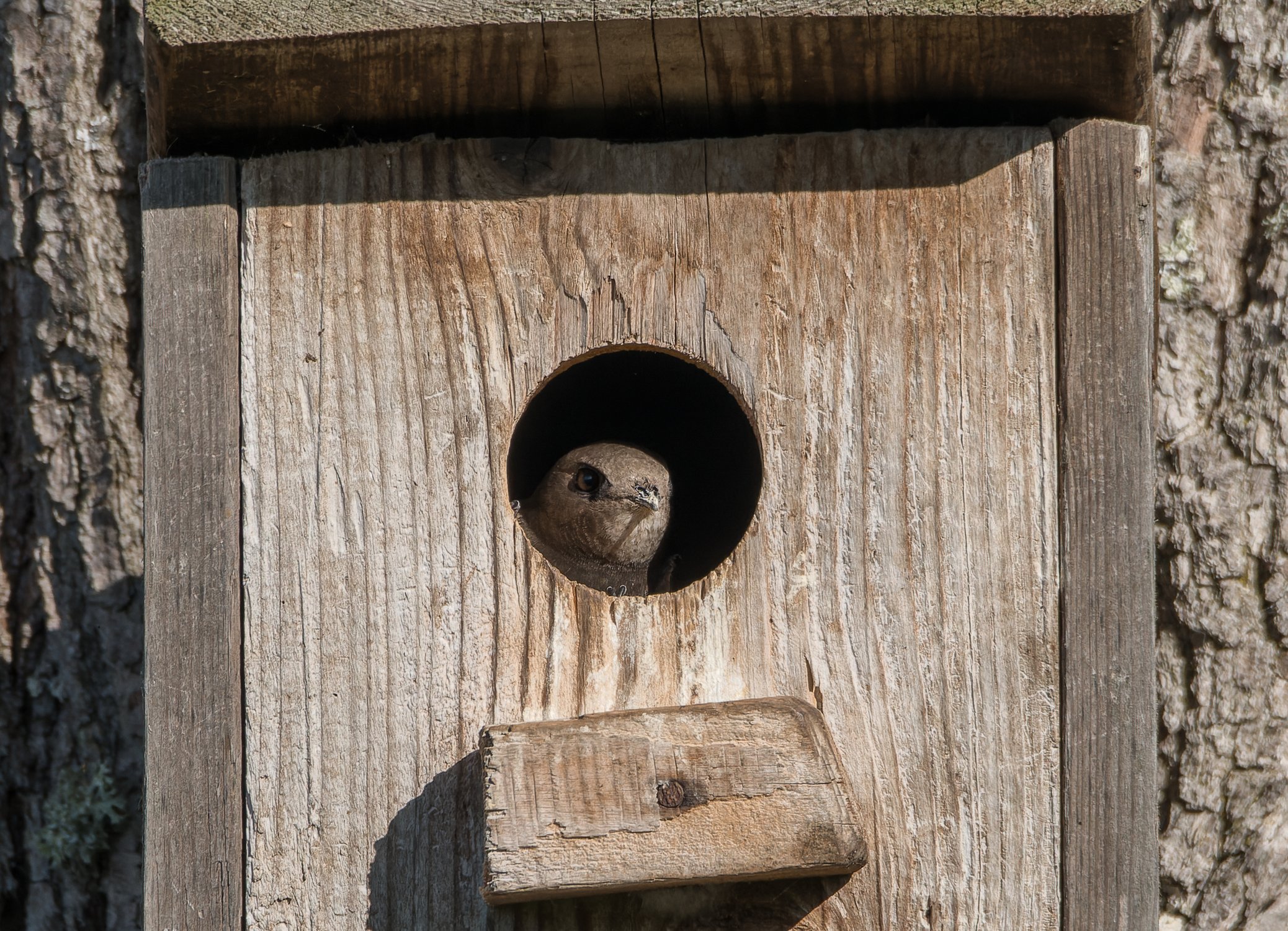 Чёрный стриж выглядывает из скворечника