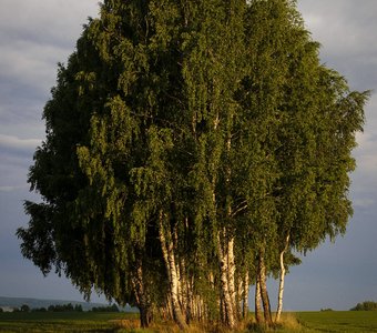 Там, где березки в ряд