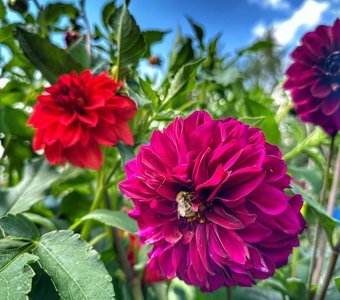 Нектар цветов