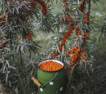 Бидончик облепихи