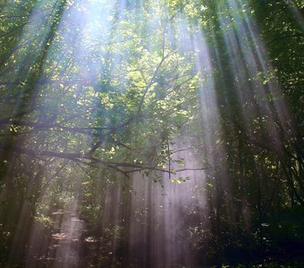 Сквозь листву